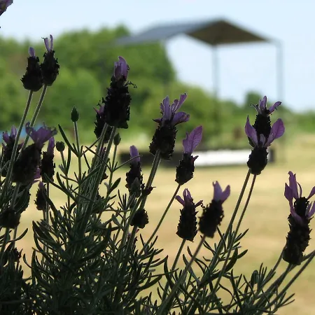 Strefa Kampinos אכסניה