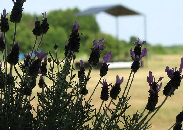 Strefa Kampinos Domek letniskowy