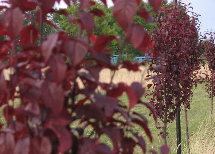 Strefa Kampinos Brochów